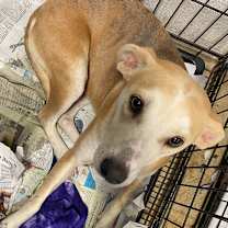 Thumbnail photo of Poppi - 111902T-2 #1