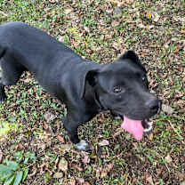 Thumbnail photo of Fry #2