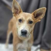 Thumbnail photo of Sadie #1