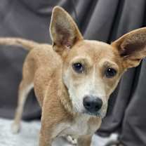 Thumbnail photo of Sadie #2