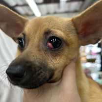 Thumbnail photo of TORTILLA #2