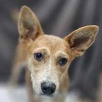 Thumbnail photo of Sadie #3