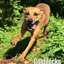 Thumbnail photo of Goldilocks #1