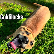 Thumbnail photo of Goldilocks #2