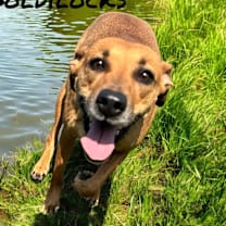 Thumbnail photo of Goldilocks #3