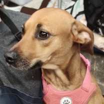 Thumbnail photo of Goldilocks #4