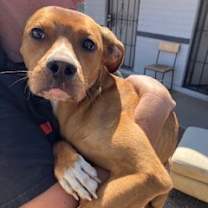 adopt-pet