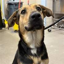 adopt-pet