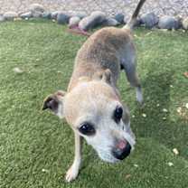 adopt-pet