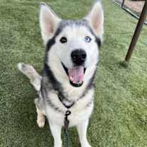 adopt-pet