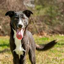 Thumbnail photo of Dairy #1