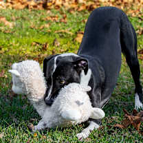 Thumbnail photo of Charisma #1