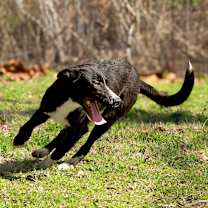 Thumbnail photo of Dairy #3