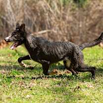 Thumbnail photo of Dairy #4