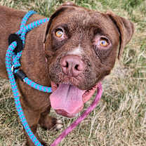 Thumbnail photo of Bagels #4