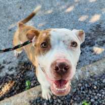 Thumbnail photo of Ribbit #2