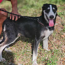 Thumbnail photo of Alex #1