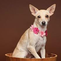 Thumbnail photo of Rainey #1