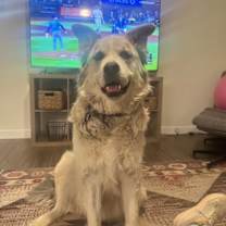 adopt-pet