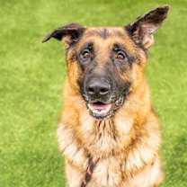 Thumbnail photo of MACK #2