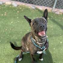 adopt-pet