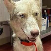 adopt-pet