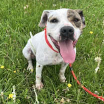 Thumbnail photo of Flossy #3