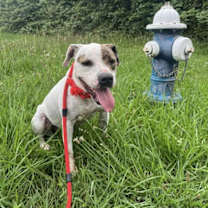 Thumbnail photo of Flossy #4