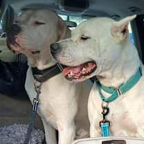 Thumbnail photo of Ollie #2