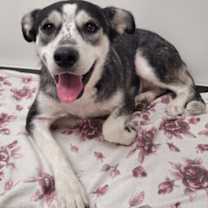 adopt-pet