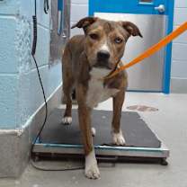 Thumbnail photo of CANDY #3