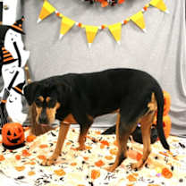 Thumbnail photo of Scout 1261-25 #2