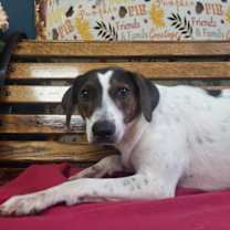 Thumbnail photo of Fern #1