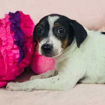 Thumbnail photo of Fern #2