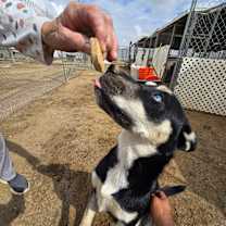 Thumbnail photo of Daville #1