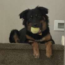 adopt-pet