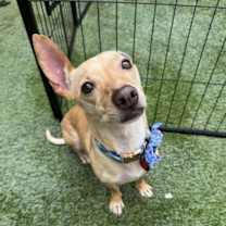 adopt-pet