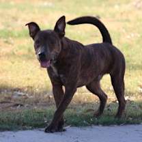 Thumbnail photo of Samson #2