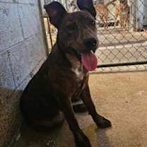 Thumbnail photo of Samson #3