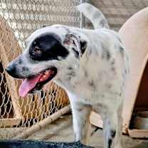 Thumbnail photo of Spots #1