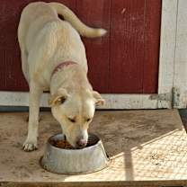 Thumbnail photo of Ranger #3