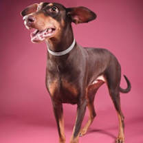 Thumbnail photo of Gypsy Lee #1