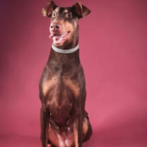 Thumbnail photo of Gypsy Lee #2