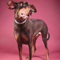 Thumbnail photo of Gypsy Lee #3