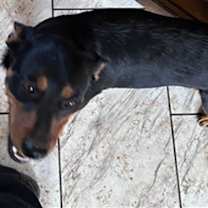 adopt-pet