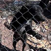 adopt-pet