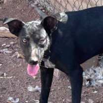 adopt-pet