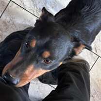 adopt-pet