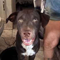 adopt-pet