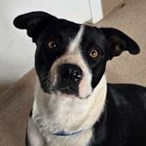 Thumbnail photo of Violet #2